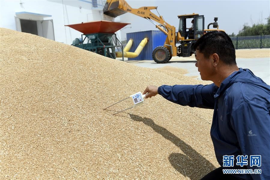 (社會)(2)“糧王”開鐮收麥