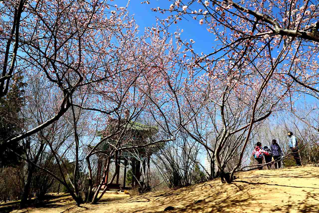 呼和浩特:桃花朵朵開(kāi)