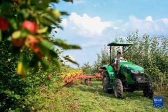 內(nèi)蒙古突泉:林果喜獲豐收