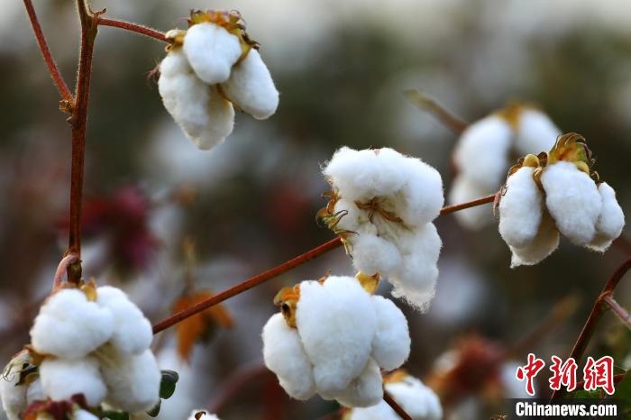 朵朵棉花吐絮盛開。　劉艷敏 攝