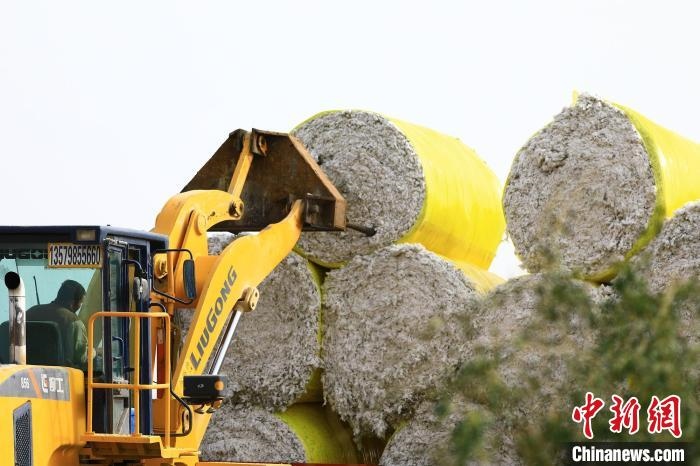 叉車將采棉機(jī)吐出的“金蛋蛋”裝車?！「唠p強(qiáng) 攝