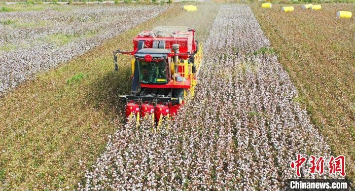采棉機(jī)正在采收棉花，猶如在五線譜上跳動(dòng)的音符，正在演奏豐收的樂章?！∷谓?攝