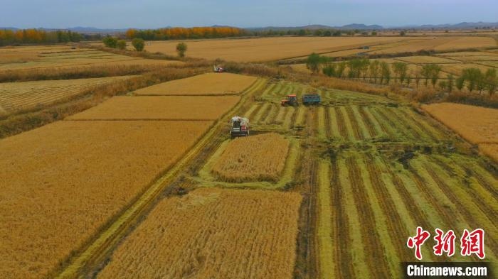 圖為科右中旗杜爾基鎮(zhèn)雙金嘎查的萬(wàn)畝水稻田進(jìn)入集中收割期?！≮w殿威 攝