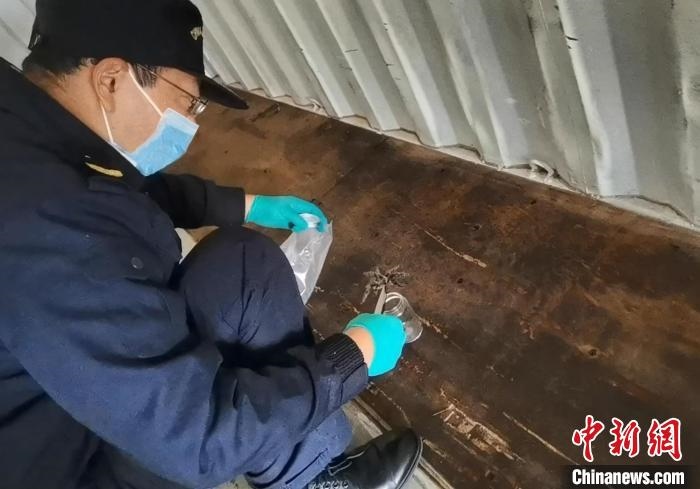 張家港海關(guān)工作人員截獲捕鳥蛛?！⊥踅〕?攝