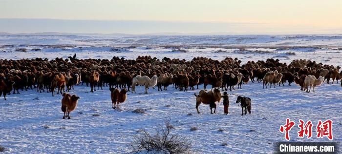 進入冬季，駱駝在戈壁灘上散養(yǎng)?！」o琨 攝