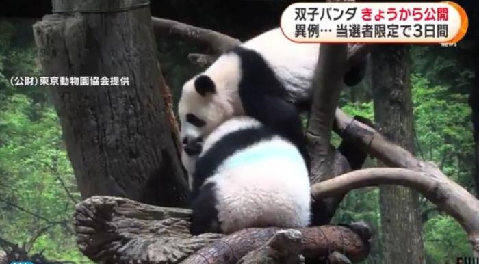12日，日本東京上野動(dòng)物園的旅日雙胞胎熊貓開始同游客見面。(圖片來源：日本富士電視臺視頻截圖)