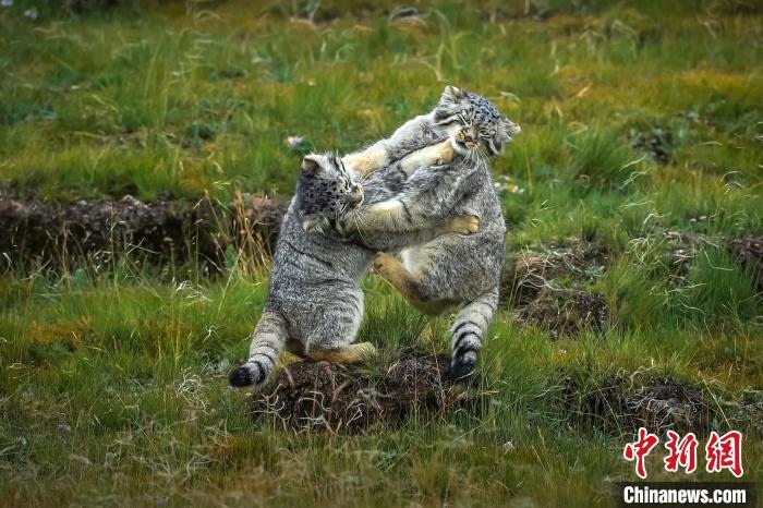 圖為作品《難分伯仲》?！〗股?攝