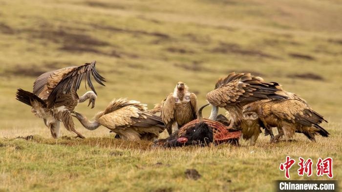 圖為作品《聚會》?！℃夭疾夭爬?攝