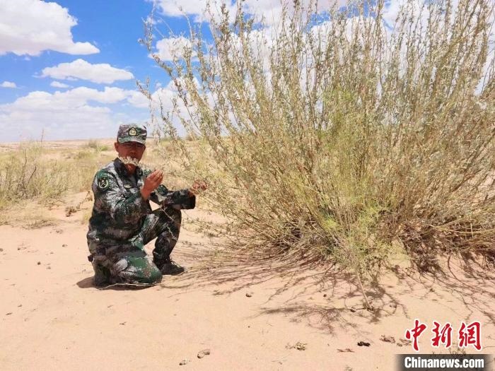 圖為謝寶民查看梭梭長(zhǎng)勢(shì)。　受訪者供圖