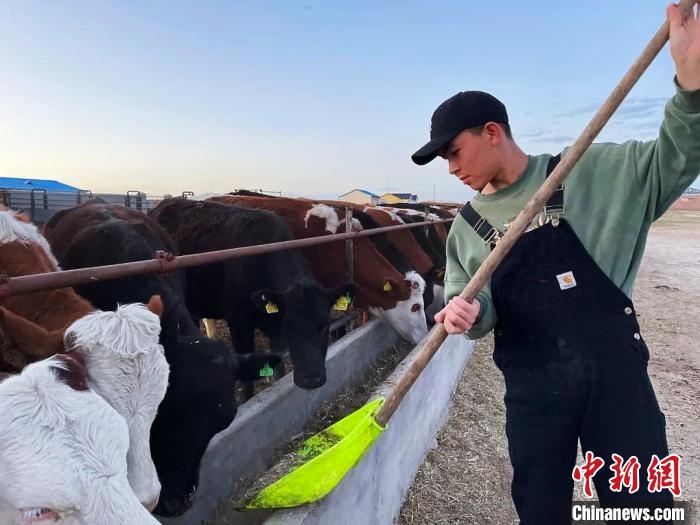 圖為敖木希勒在喂牛?！“侥鞠＠展﹫D