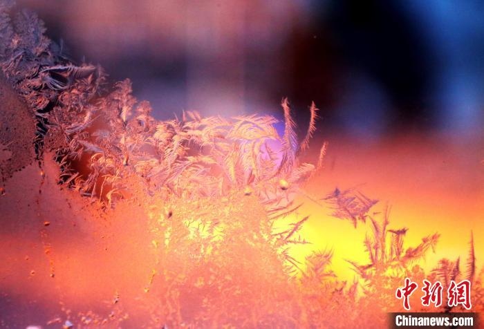 迎著光亮，冰窗花絢麗多姿?！O書程 攝