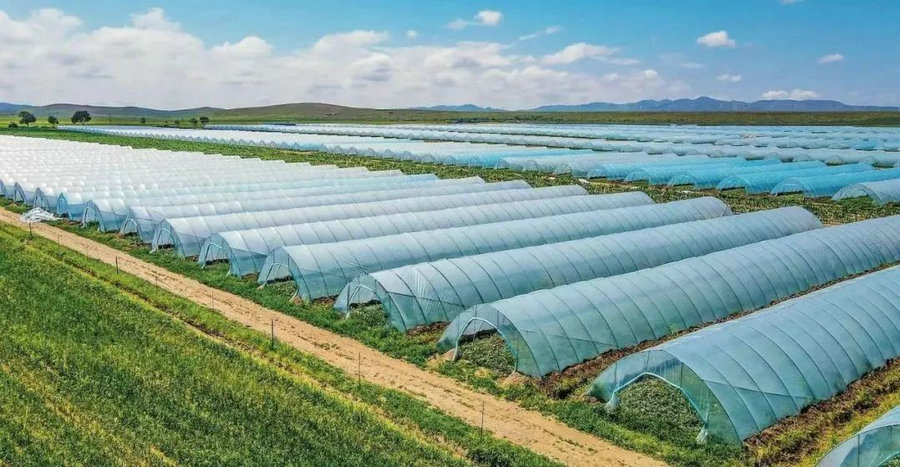 1736739810213222.jpg _DSC2271.JPG