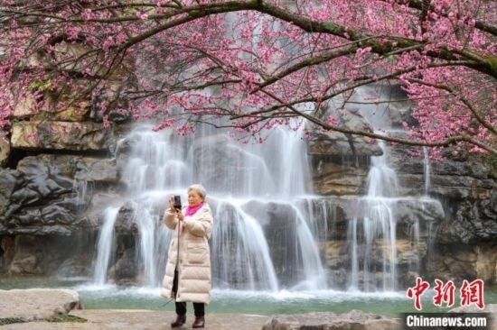 2月23日，市民在乾藝梅園景區(qū)拍攝綻放的梅花。瞿宏倫 攝