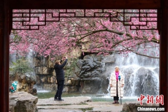 2月23日，市民在乾藝梅園景區(qū)觀賞拍攝綻放的梅花。瞿宏倫 攝