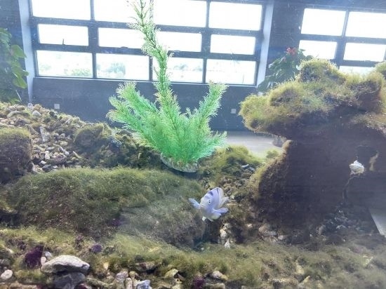 圖為寶鋼湛江鋼鐵水控中心，觀賞海魚在鋼渣漁礁里游動(dòng)