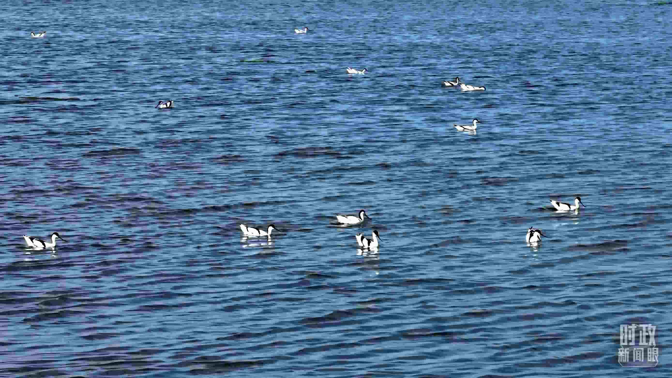 △鹽湖棲息的鳥類。（總臺記者裴大偉、康曉宇拍攝）