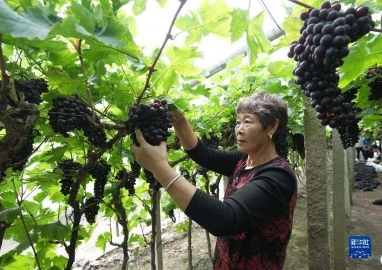 5月26日，唐山市海港經(jīng)濟開發(fā)區(qū)王灘鎮(zhèn)趙灘村農(nóng)民在大棚內(nèi)采摘葡萄。
