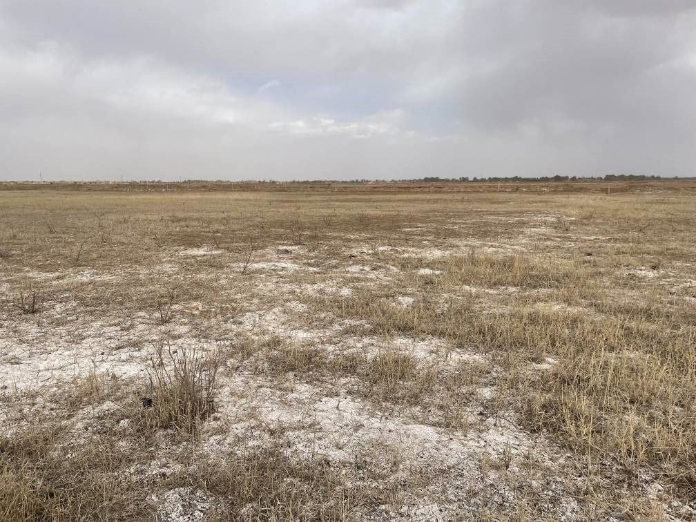 撂荒后的部分地塊已現鹽堿。 人民網記者 楊喬攝
