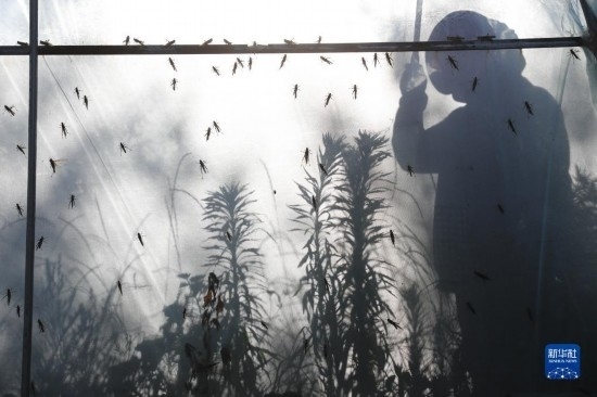 6月21日，山東省樂陵市西段鄉(xiāng)岔河村東亞飛蝗養(yǎng)殖基地的養(yǎng)殖戶在大棚內忙碌。新華社記者 范長國 攝