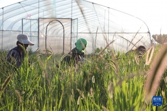 6月21日，山東省樂陵市西段鄉(xiāng)岔河村東亞飛蝗養(yǎng)殖基地的螞蚱養(yǎng)殖戶在割草。新華社記者 范長國 攝