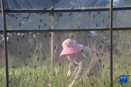 6月21日，山東省樂陵市西段鄉(xiāng)岔河村東亞飛蝗養(yǎng)殖基地的螞蚱養(yǎng)殖戶在割草。新華社記者 范長國 攝