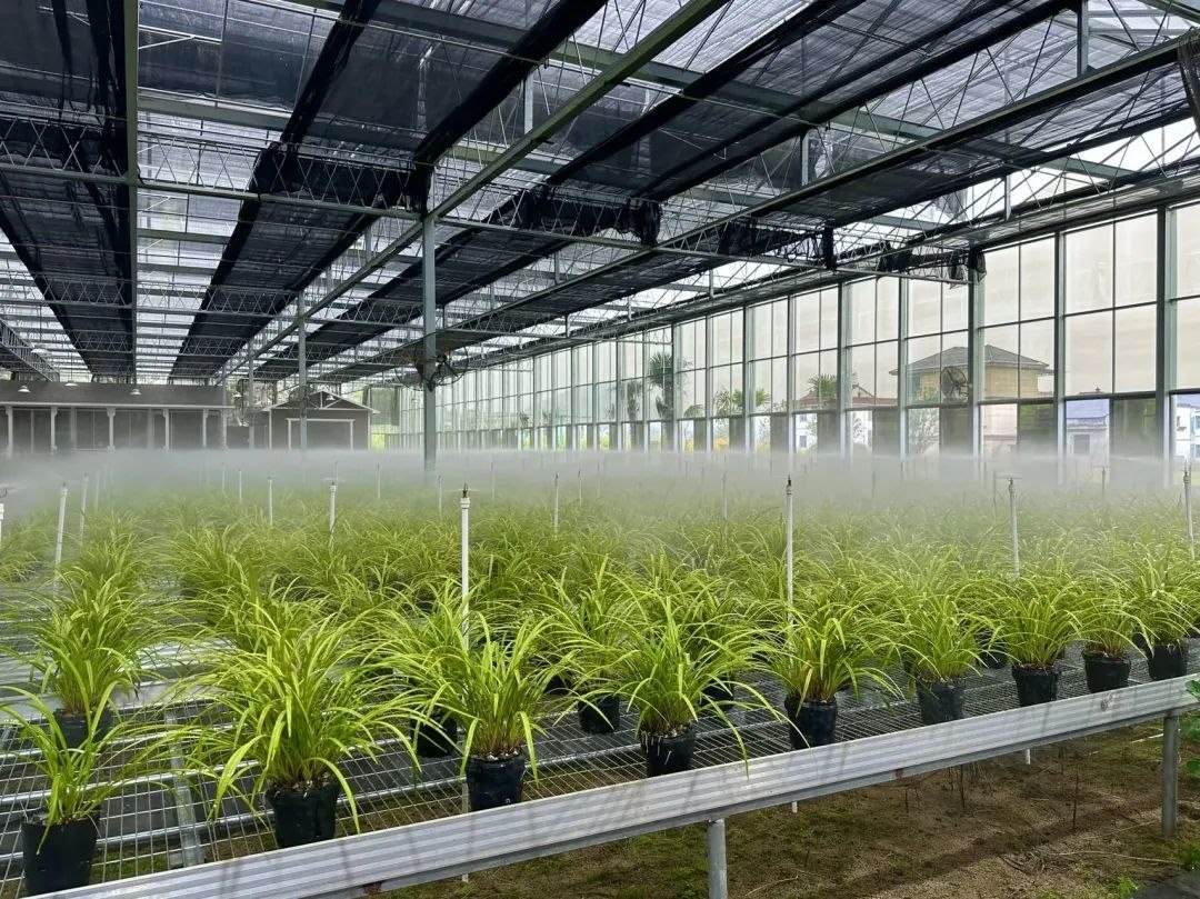 浙江省紹興市柯橋區(qū)漓渚鎮(zhèn)棠棣村的蘭花種植基地。靜玄 攝