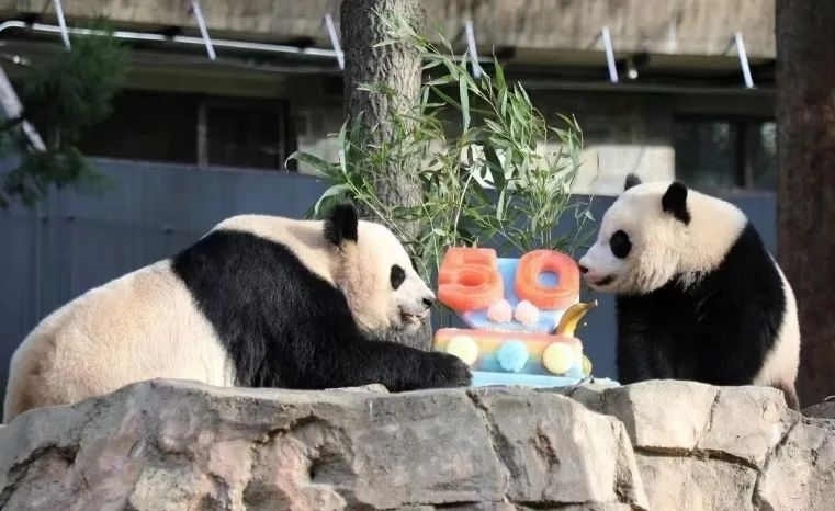 2022年，美國國家動物園舉辦活動慶祝大熊貓抵美50周年，園方為大熊貓“美香”“添添”和“小奇跡”一家三口準(zhǔn)備了有“50”字樣的冰凍水果蛋糕。（圖片來源：雅安市廣播電視臺）