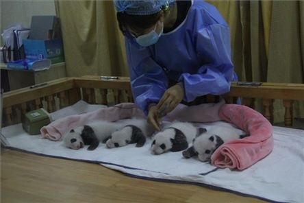 成都大熊貓繁育研究基地成立于1987年，先后攻克了大熊貓人工飼養(yǎng)與管理、繁殖與育幼、疾病防控與種群遺傳管理等關(guān)鍵技術(shù)難題，建成全球最大的大熊貓人工繁育遷地保護種群，數(shù)量達230余只。（圖片來源：成都大熊貓繁育研究基地網(wǎng)站）