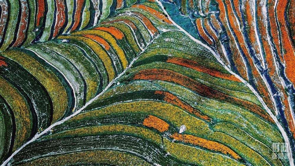 寧夏彭陽縣。萬壽菊與格桑花盛開在錯落的山間梯田上。（總臺國廣記者李晉拍攝）