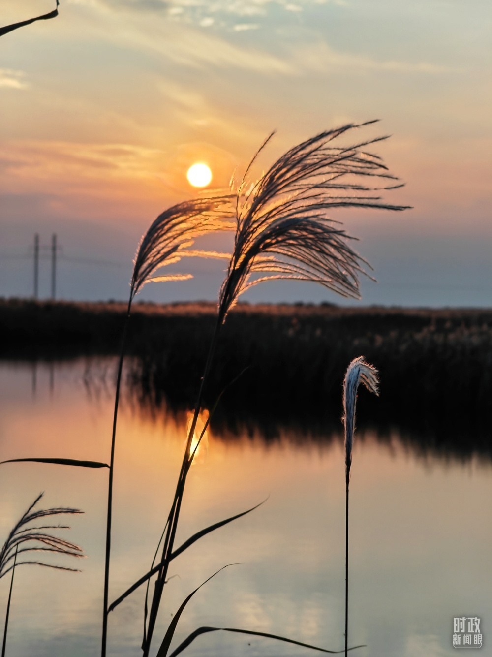 2021年10月，習近平赴山東東營考察黃河入海口。黃河三角洲濕地，蘆葦飄蕩。（總臺央視記者彭漢明拍攝）