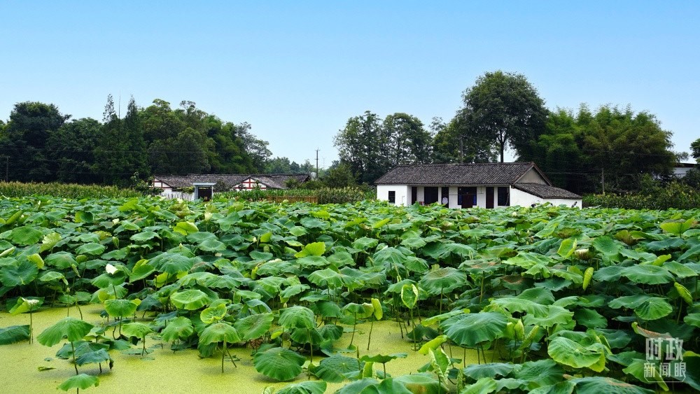 四川眉山，永豐村荷塘。2022年6月，習近平曾到此調研鄉(xiāng)村振興情況。（總臺央廣記者潘毅拍攝）