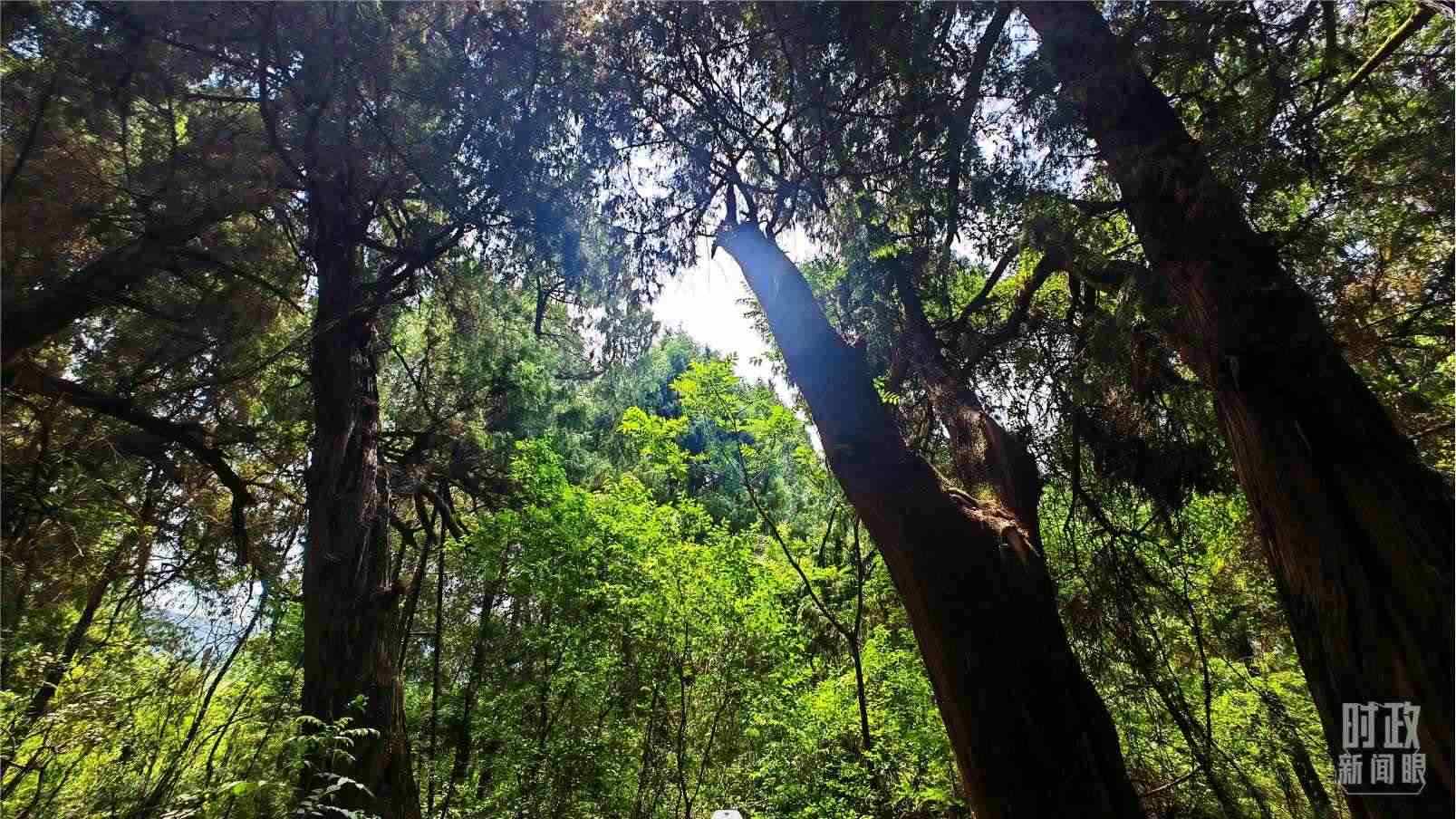 △翠云廊內，古柏郁郁蔥蔥。（總臺央視記者程鋮拍攝）