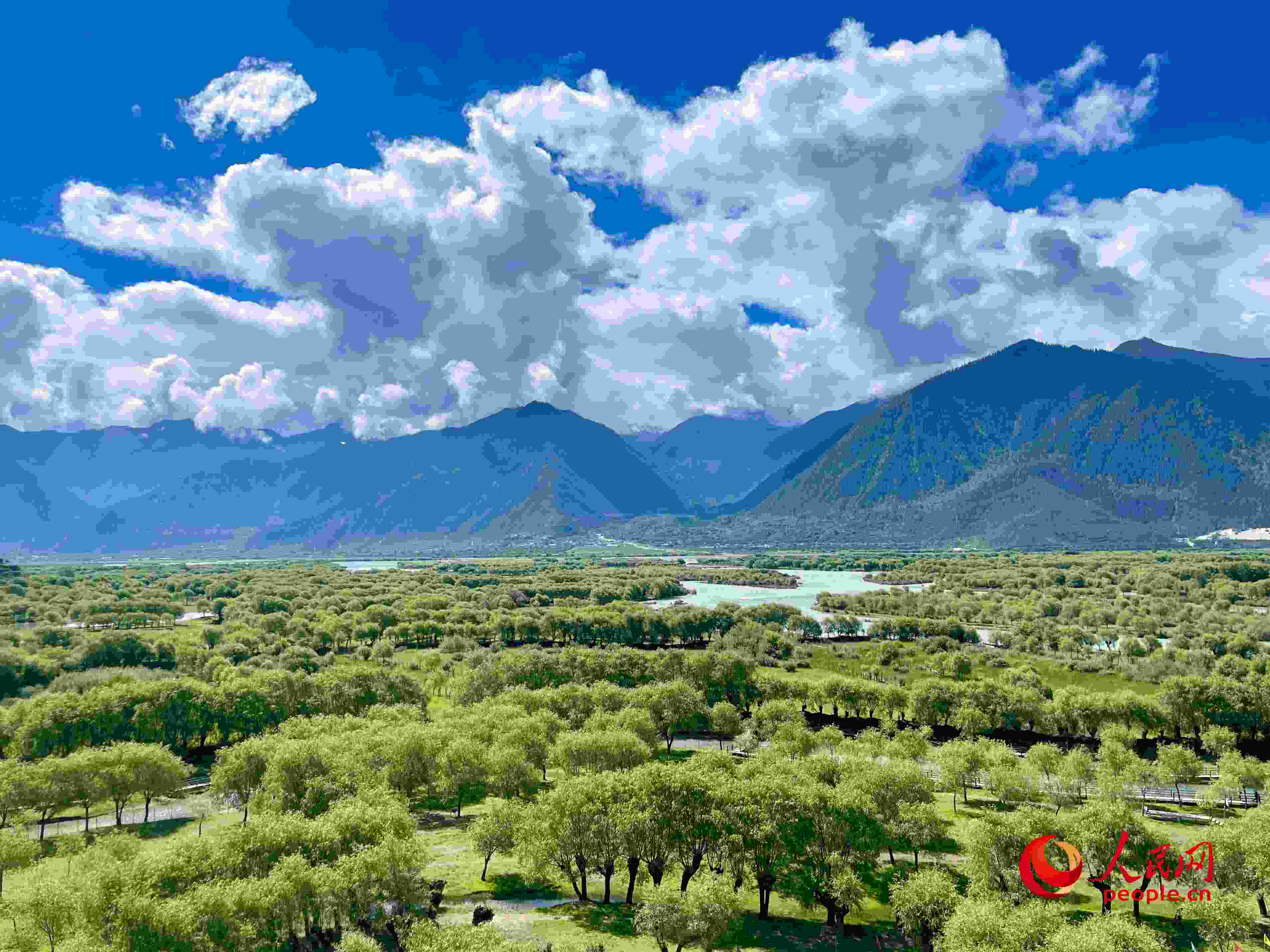 夏日的雅尼國(guó)家濕地公園生機(jī)盎然，如詩(shī)如畫。人民網(wǎng) 周靜圓攝