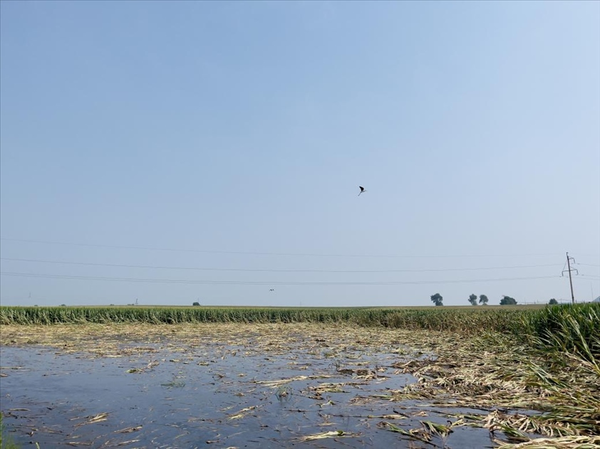 積水嚴重區(qū)域有鳥兒來覓食（中國之聲記者江曉晨 攝）