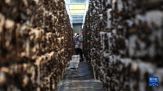 7月29日，在卓尼縣納浪鎮(zhèn)納浪村黑木耳種植基地，農(nóng)戶在采摘黑木耳。