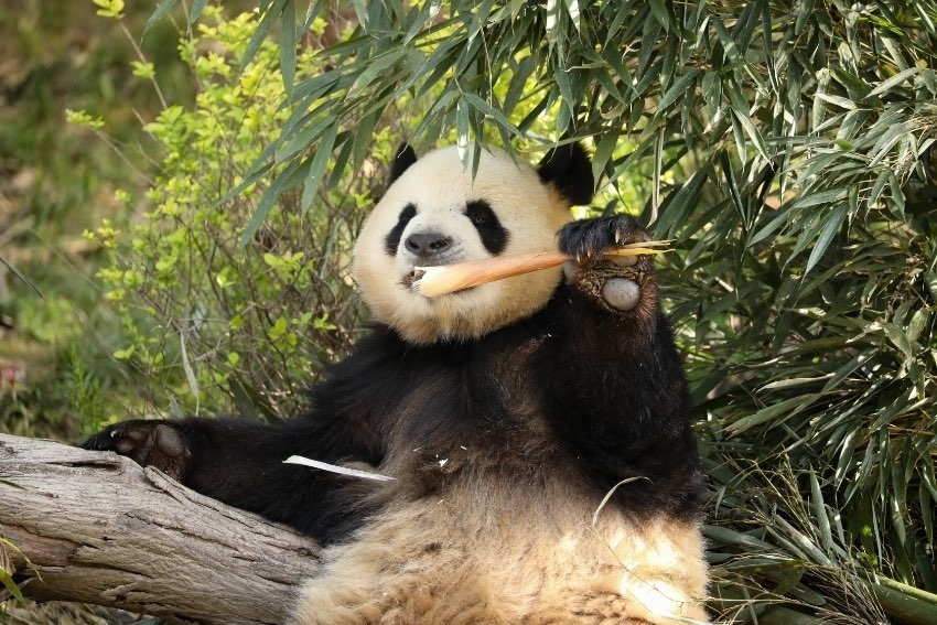 大熊貓“芝麻”。成都大熊貓繁育研究基地供圖