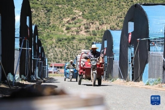 7月29日，農(nóng)戶在卓尼縣納浪鎮(zhèn)納浪村黑木耳種植基地勞作。