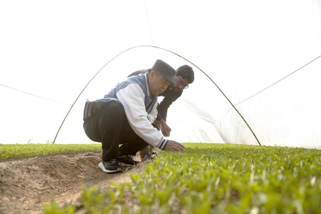 巴基斯坦旁遮普省木爾坦的中巴辣椒訂單種植項目辣椒育苗大棚內(nèi)，中國農(nóng)業(yè)專家?guī)ьI(lǐng)巴基斯坦技術(shù)員查看辣椒秧苗生長情況。