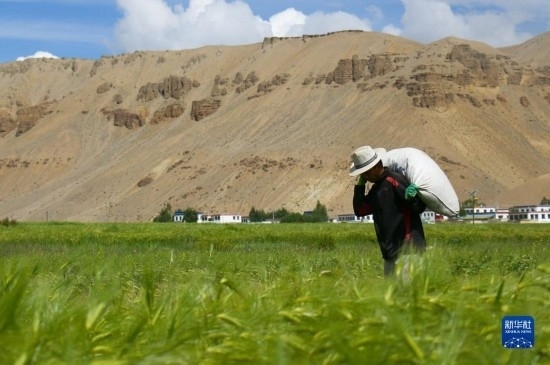 8月12日，西藏阿里地區(qū)普蘭縣赤德村村民在青稞田里勞作。