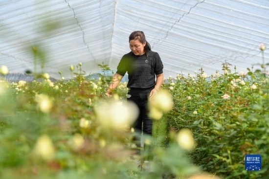 8月17日，吉林省德惠市朱城子鎮(zhèn)沿河村程雪家庭農(nóng)場的負(fù)責(zé)人楊雪在查看玫瑰花長勢。新華社記者 張楠 攝