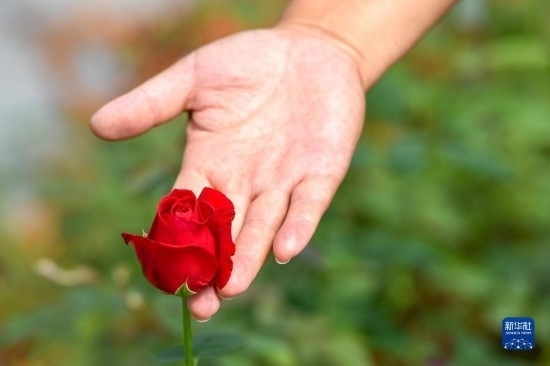 8月17日，吉林省德惠市朱城子鎮(zhèn)沿河村程雪家庭農(nóng)場的負(fù)責(zé)人楊雪在查看玫瑰花長勢。新華社記者 張楠 攝