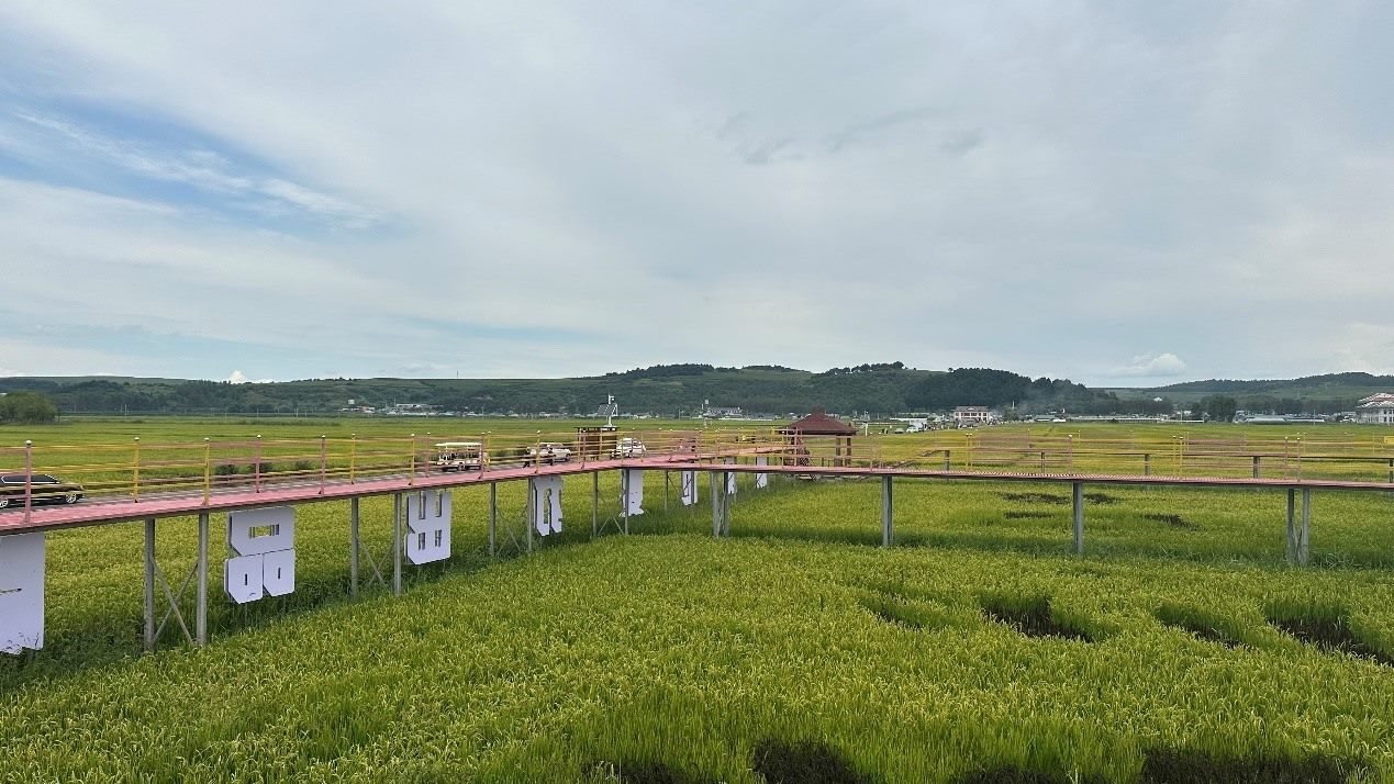 光東村田園風(fēng)光。人民網(wǎng)記者 金洪花 攝