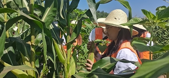 北京工商大學(xué)組織學(xué)生開展暑期社會實踐。學(xué)校供圖