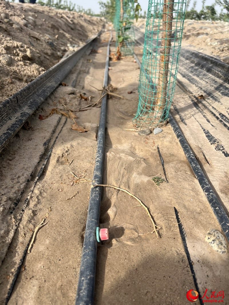 水肥一體化滴灌技術(shù)，可極大節(jié)約用水量。人民網(wǎng)記者 常雪梅攝