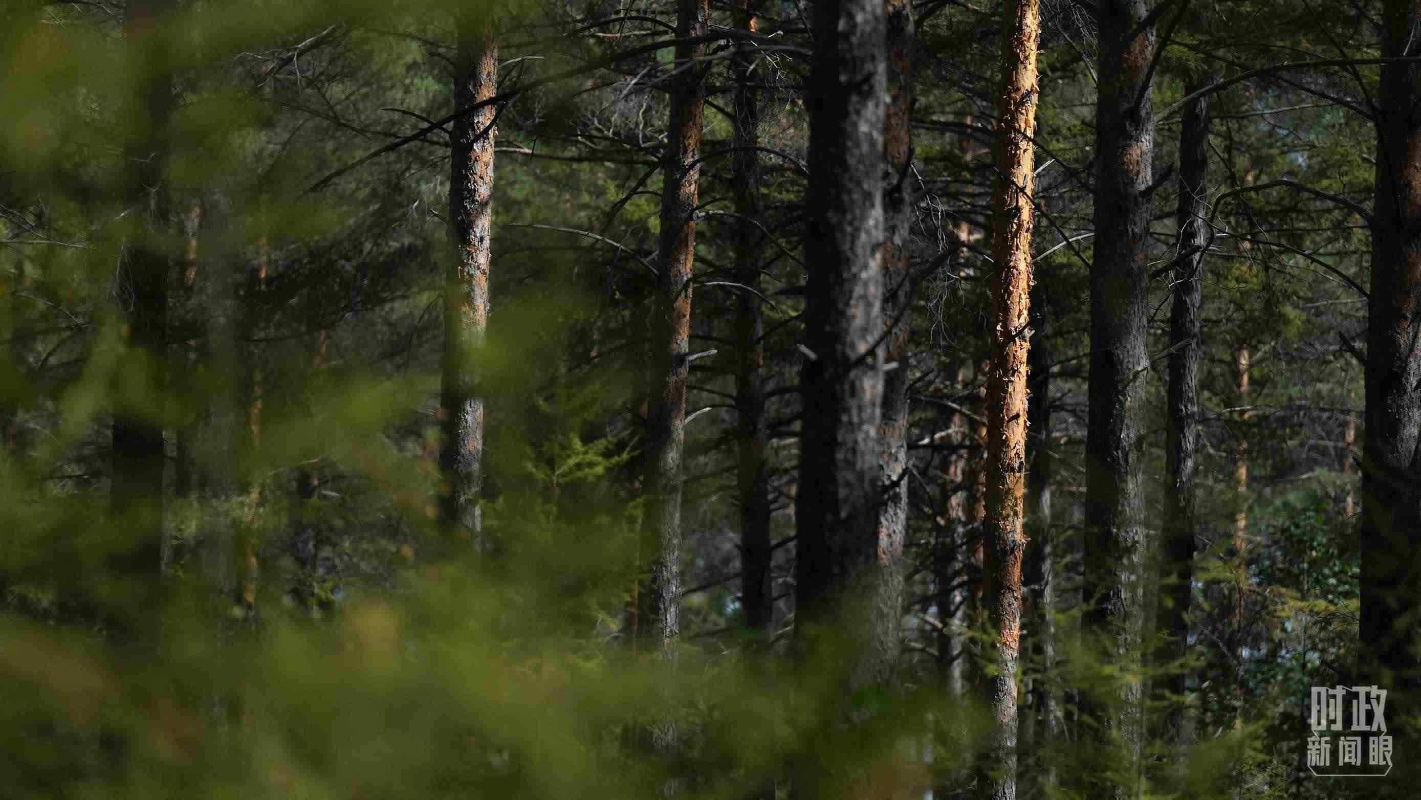 △漠河林場有天然林3.54萬公頃、蓄積量325.3萬立方米。（總臺國廣記者李晉拍攝）