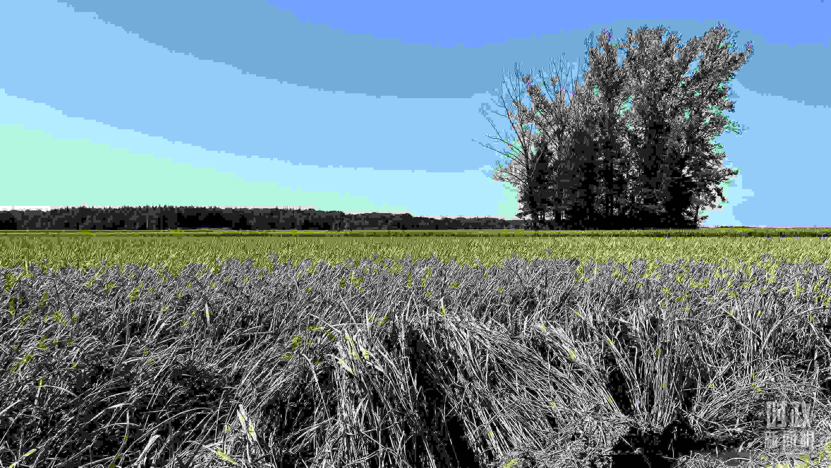 △龍王廟村遭受洪澇災(zāi)害的農(nóng)田。（總臺央視記者邢彬拍攝）