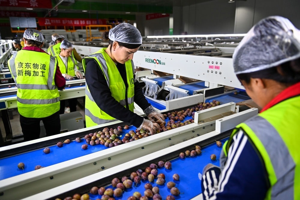 在新疆伽師縣粵伽新梅產(chǎn)業(yè)園內(nèi)的京東物流新疆智能供應(yīng)鏈中心，員工在智能分揀線檢查分選好的新梅（2023年8月30日攝）。新華社記者 丁磊 攝