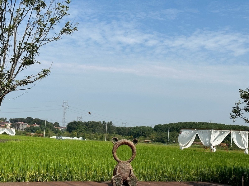 林語未來村打造農(nóng)家畈田園綜合體。人民網(wǎng) 王紹紹攝