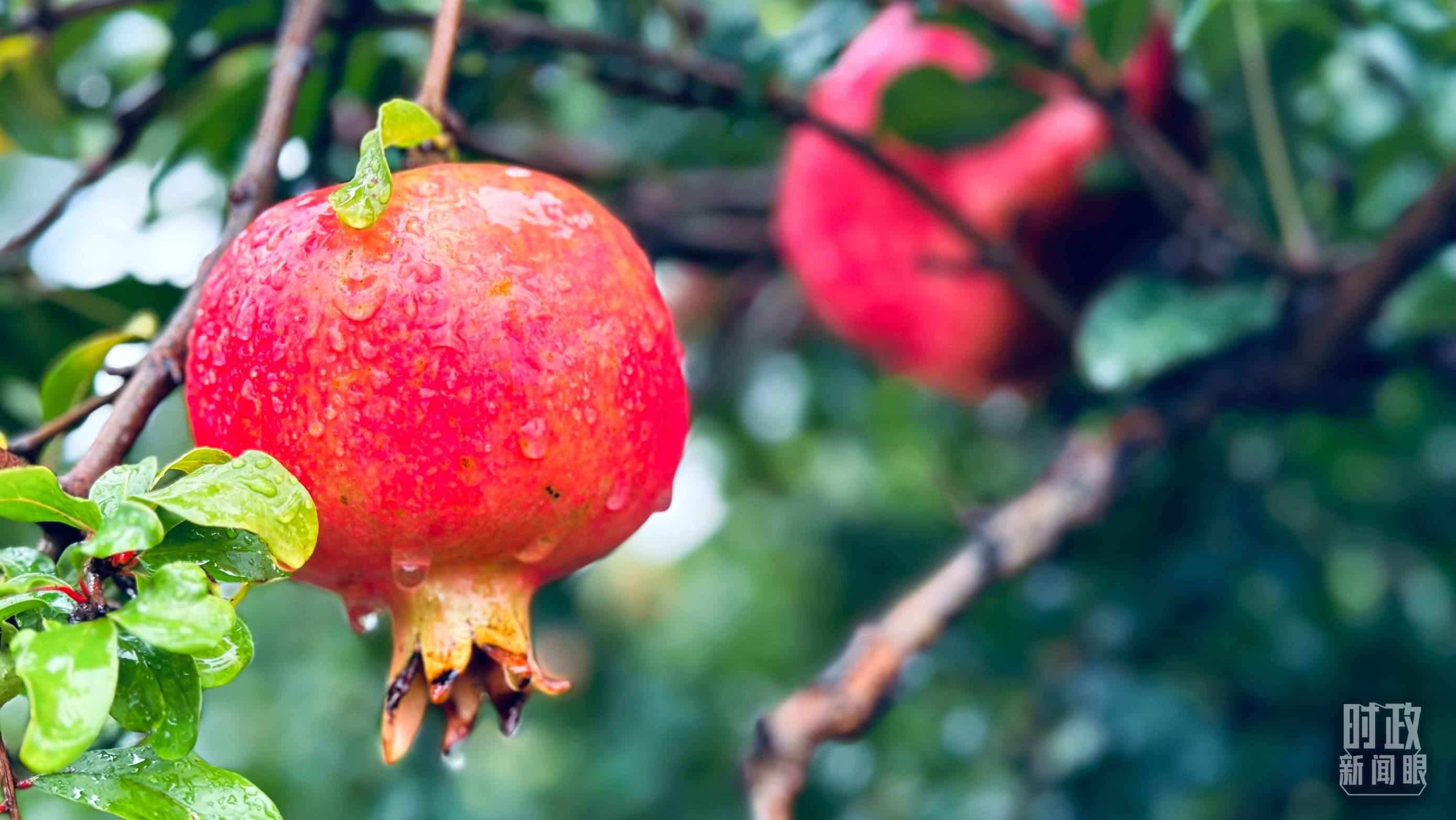 △一場秋雨過后，石榴更顯晶瑩。（總臺央視記者李輝、范一鳴拍攝）