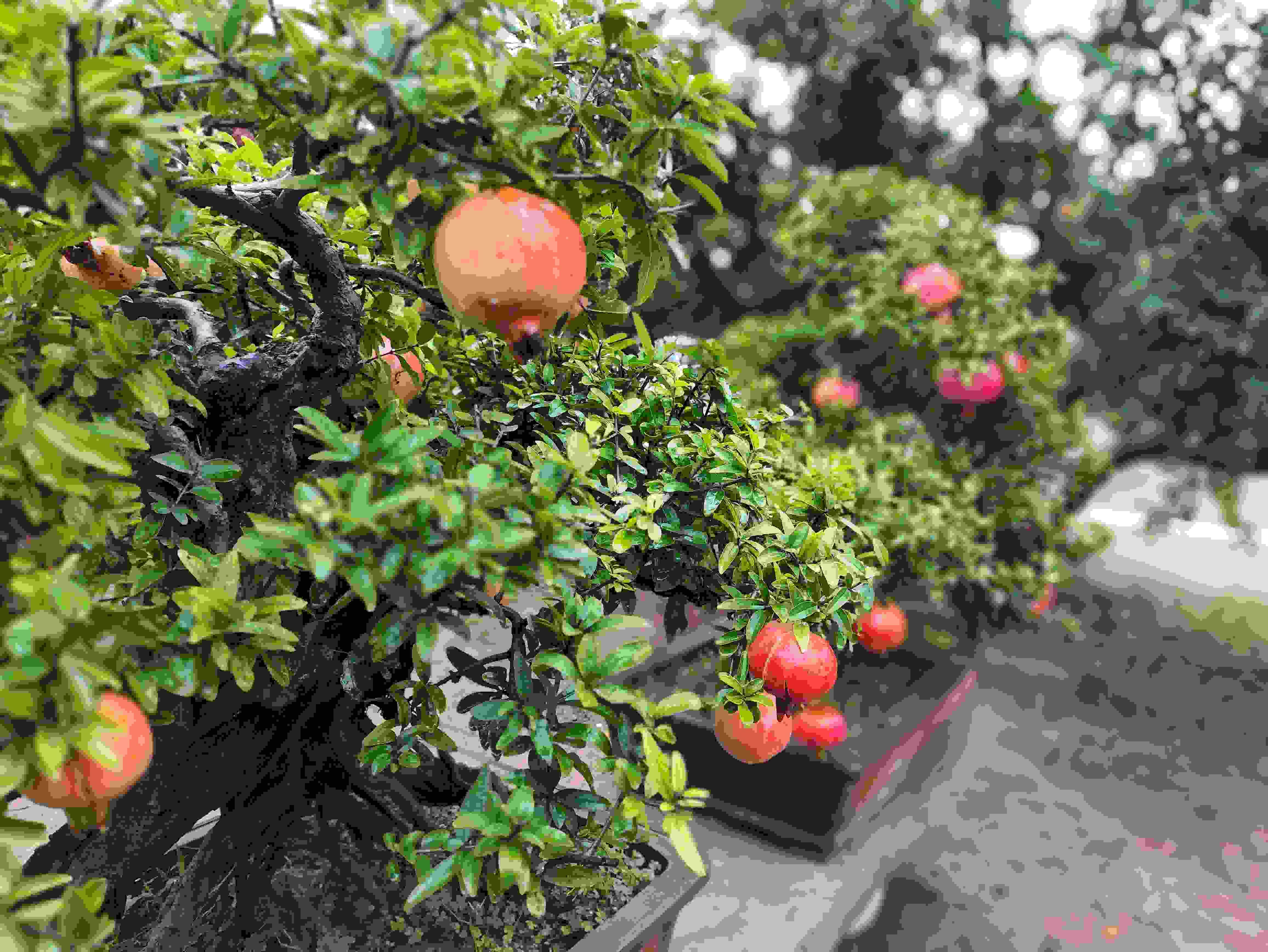 △石榴的發(fā)展帶動(dòng)了當(dāng)?shù)厥衽杈爱a(chǎn)業(yè)。（總臺(tái)央視記者鐘信偉拍攝）